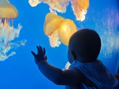 -太平洋海底世界