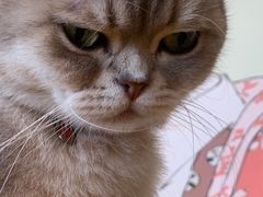 -Let's go狗咖·猫咖·奶狗·桌游(春熙路IFS店)