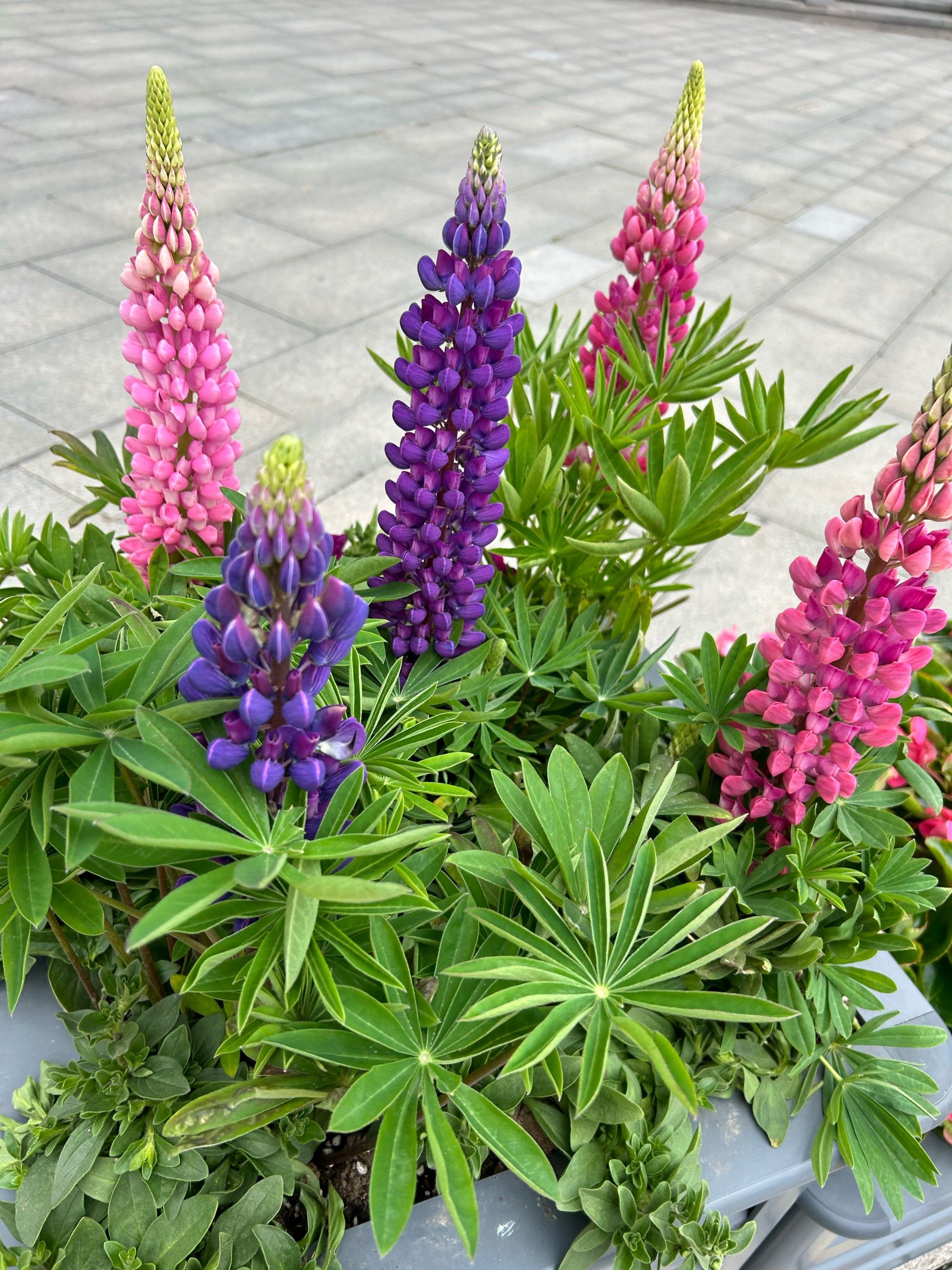 鲁冰花啊,真想伸出邪恶的小手