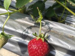 -甜心庄园·甜心草莓采摘园(西青中北店)
