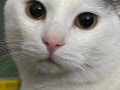 -宠颐生猫科·内科皮肤科(西平世纪城店)