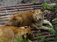 -大连森林动物园