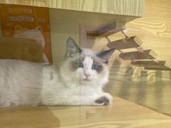-猫十亿·布偶金渐层·曼基康矮脚猫舍(青年路店)