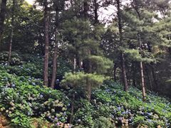-寂照庵
