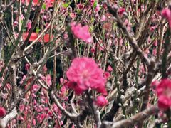 -桃花涧