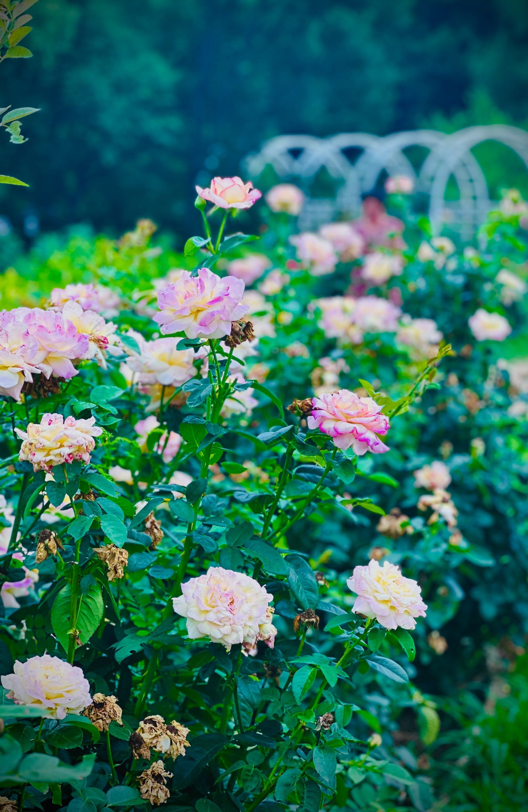 💐梦想中的庭院花园🌟就在夏日的植物园月季花海