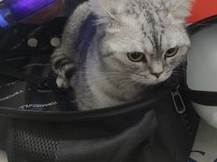 -伟伟宠物医院·瑞派猫友好医院·猫科(光谷店)