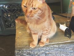 -猫猫幼稚园·撸猫·桌游·电玩