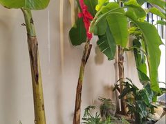 -单家老院·院子里的青岛菜(沙子口店)