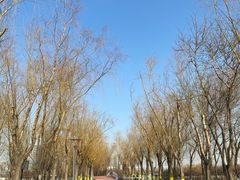 -大兴滨河森林公园