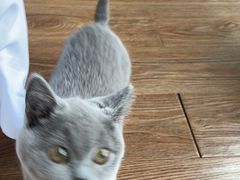 -lincat·猫舍(广州店)