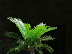 -上海孙中山故居纪念馆