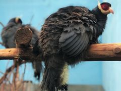 -青藏高原野生动物园