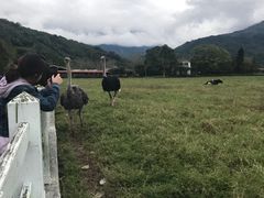 -瑞穗牧场