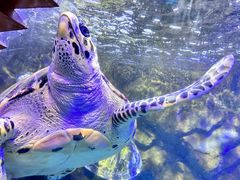 -太平洋海底世界