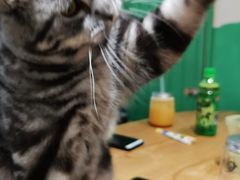 -藏猫猫咖啡主题馆(中央大道店)