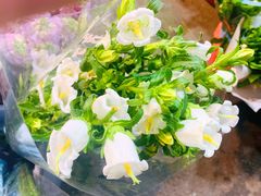 -循礼门鲜花花市(武汉循礼门店)