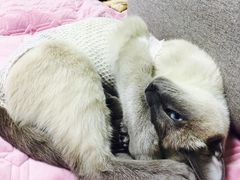 -康乐宝动物医院