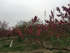 -秀丽东方