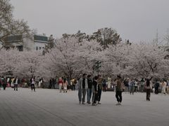 -武汉大学-樱园