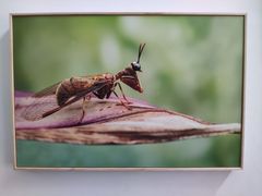 -上海昆虫博物馆