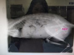 -瑞派·关忠动物医院·异宠专科·犬猫肿瘤·皮肤专科(望京店)