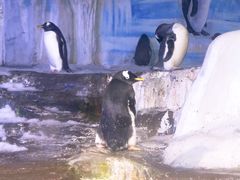 -海合安青岛极地海洋公园