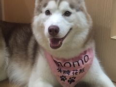 -Husky Go! 哈士奇体验馆·宠物咖啡厅狗咖