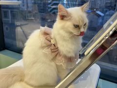 -怪兽屋·羊驼·猫咖·狗咖(俊华广场店)