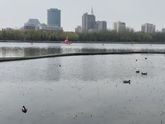 -莲花池公园