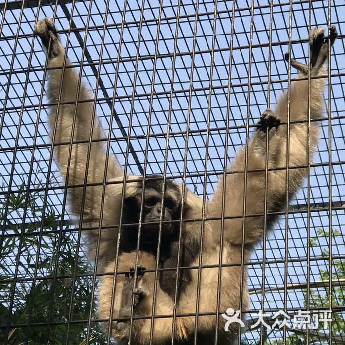 上海动物园长臂猿图片-北京动物园-大众点评网