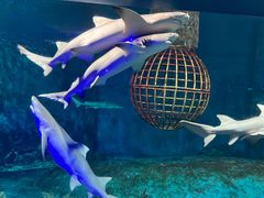 -大连圣亚海洋世界