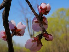 -大兴滨河森林公园