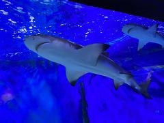 -太平洋海底世界