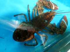 -必点蒸汽海鲜(止锚湾店)