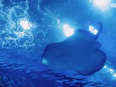 -芜湖新华联大白鲸海洋公园