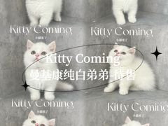 -小猫来了·猫舍(红山六九七九店)