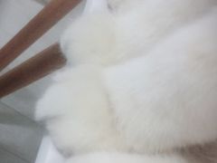 -喵的天空名猫咖啡馆·撸猫·猫舍·用品