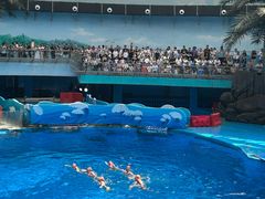 -海合安成都极地海洋公园