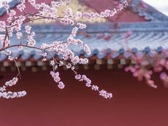 -桃花堤公园