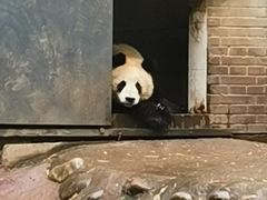 -都江堰中华大熊猫苑