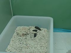 -半岛宠物医院24小时(西派城店)