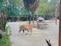 -上海野生动物园老虎餐厅