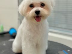 -帕帕拉兹宠物(亚洲旗舰店)