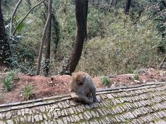-苏州上方山国家森林公园