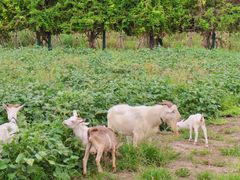 -杭州湾海上花田景区