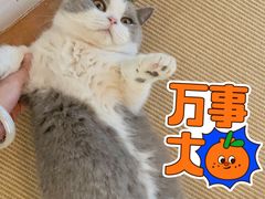 -猫在这儿猫咪咖啡馆·撸猫馆