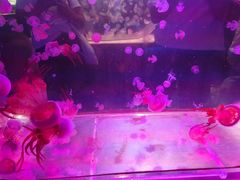 -太奥幻太奇海洋馆