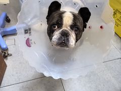 -全心全意连锁动物医院·特色中医诊疗(会城门分院)