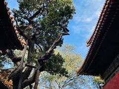 -故宫博物院(故宫)